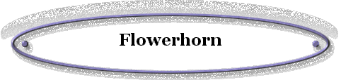Flowerhorn