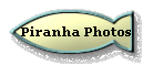 Piranha Photos