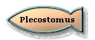 Plecostomus
