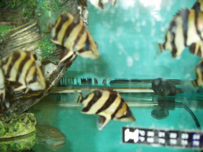 True Tiger Fish